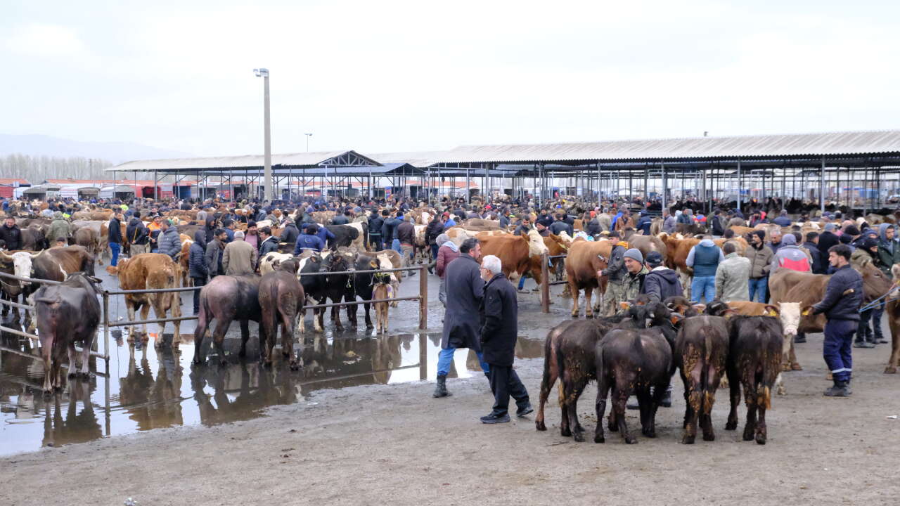 Türkiye’nin en büyük hayvan pazarında kurbanlık hareketliliği başladı 6